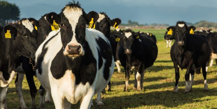 Yellow Tag Cows