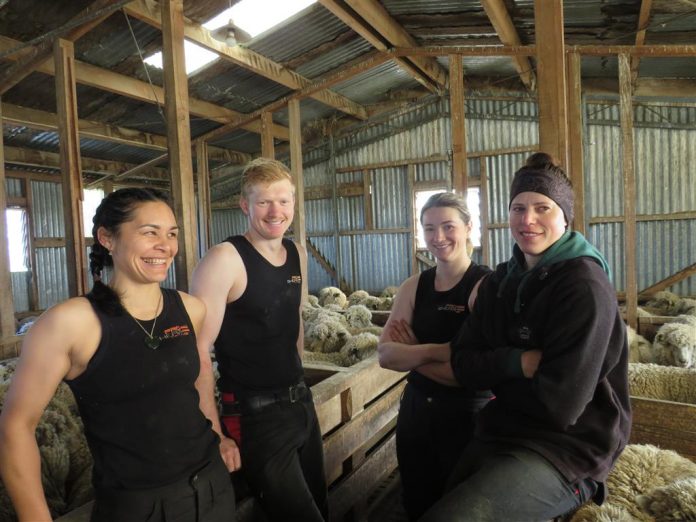 ash21shearers (Medium)