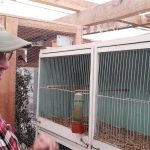 Ash22birdSALE inset (2) (Medium)