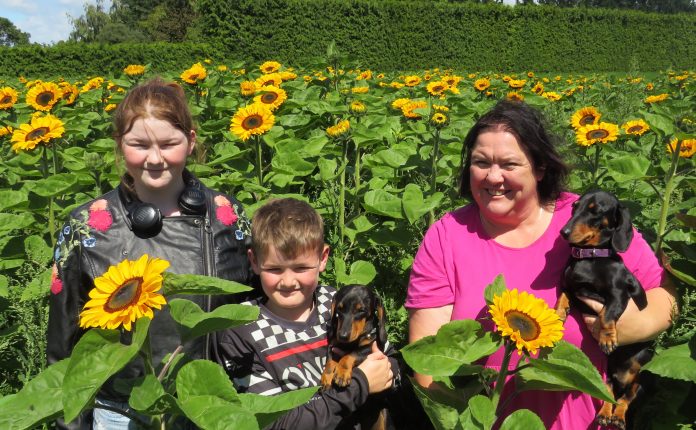 Ash30sunflower heaven