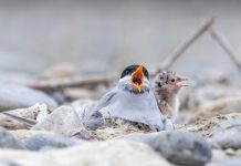 Braided river birds return