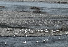 Gulls return to nesting site