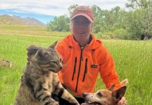 Ferals wreak destruction