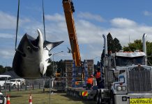 Salmon turns heads on trip