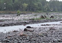 Successful season for gulls