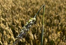 Storms hit, $10m crop losses