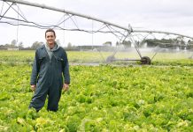 Black-billed gulls take up new residency