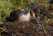 Ducks deadly behaviour shocks