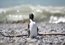 Penguin chills out, fattens up