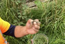 Bridge project lizard relocation