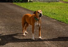 Owners the issue, not dogs