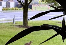 Flightless bird spotted at Tinwald