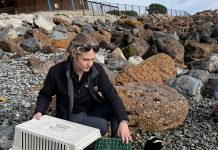 Snake the penguin, homeward bound