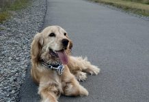 Dog fees to rise 7% after freeze bid fails