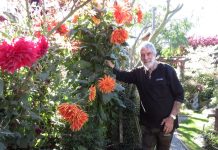 Keen gardener dwarfed