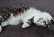Purrfect cat bylaw proposal?