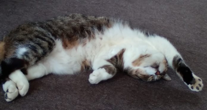 Ash18Cat bylaw